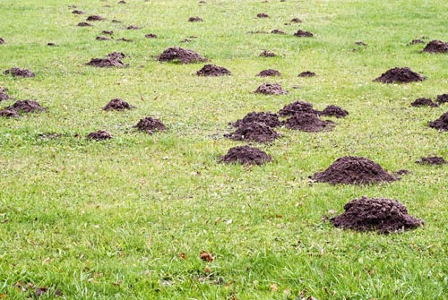 mole holes