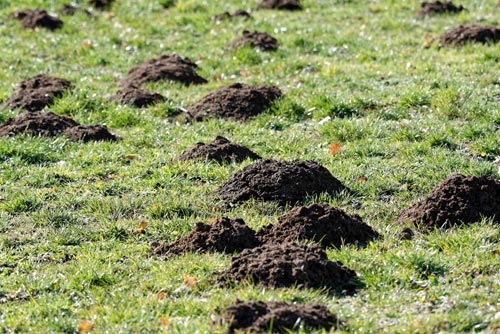 mole mounds